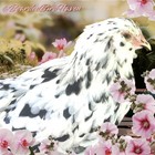 Ermine Ameraucana Hatching Eggs X6  extra  npip Certified  Ai pt Clean 