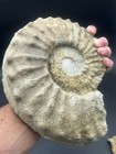 Huge 10 5    Cretaceous Dinosaur Age Texas Fossil Mortoniceras Ammonite cooke Cnty