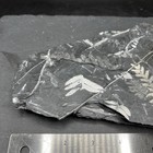 Stunning 1 11lb Two-sided Plate Of Long White Fern Frond Fossil 9   