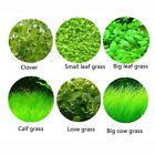 10g bag Aquarium Plant Seeds Fish Tank Aquatic Water Grass Foreground Easy Plant
