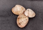 Reddish Venus Clam Seashell Pairs Callista Erycina  3 Pairs Approx  2  Inches 