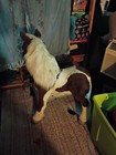 Hasbro Furreal Friends Butterscotch Life-size Animatronic As Is 
