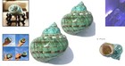 2pcs Large Natural Conch Shells  4 -4 5       Ideal For Beach Decor  Crafts   Pets