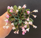 African Violet Plant-  wesley s Pretty Little Penny   miniature 