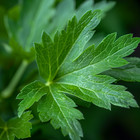 Lovage Seeds  Heirloom Perennial  Non-gmo  Culinary Herb  Free Shipping