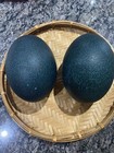 6 Emu Eggs -unfertilized  edible Only 