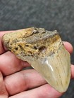 3 1 16 Authentic Prehistoric Megalodon  Fossil Shark Tooth Teeth Free Shipping 