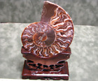  42lb 4 7in Ammonite Fossil Half  on Stand 389g 178mm High  Madagascar Nice  246