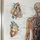 Vtg Peter Bachin Anatomical Chart The Vascular System Viscera Poster 26x20