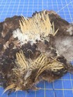 Bl88 Rooster Chicken Feathers Body Pelt Skin