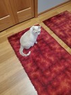 Awesome Rare Vintage Mid Century Retro 70s Rya German Shag Abstract Red 2 Rugs 