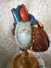 Vintage Denoyer-geppert Anatomical Heart With Stand  Flaps Open