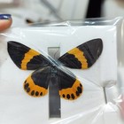 10 Real Orange Banded Moth Specimens Spread Wings A1 a- Insect Lot