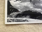 Vintage Uncirculated Ross Hall H-240 Tree Lizard Postcard
