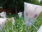 English Pharma Poppy Seeds - Rare - 500 Count  cold Stratified - Us Seller 