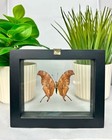 Real Butterfly In Black Frame Double Glass A  Grade Specimen 