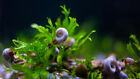 6 Blue Leopard Ramshorn Live Designer Snails Freshwater Aquarium Pond Snail