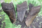 Megalodon Sharks Teeth 3 No Restorations Fossil Sharks Teeth Tooth