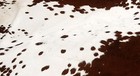 100  New Cowhide Rugs Area Cow Skin Leather  56  X 61   Cow Hide Sa-1199