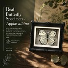 1pcs Real Butterfly Framed Handmade  Taxidermy Butterfly Shadow Box Collection 