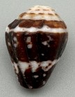 Conus Chaldaeus R  ding 1798 Chaldean Cone Shell Dark Pattern 21mm