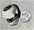 Zebra Stone Marble Crystal Skull - Unconditional Love  Heart Chakra
