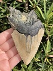 Natural Beautiful 4 15    Megalodon Tooth Fossil Shark Teeth