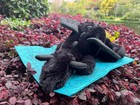 Jellycat Onyx Dragon Large 90cm  - New   Authentic