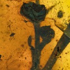 Rare Sprig Of Flowers In Burmese Burmite Amber Fossil  0265