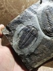 Early Cambrian Lederiki Trilobite Fossils From Guizhou A010