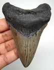 Megalodon Shark Tooth Real Fossil 3 39 Inches -  Shark Teeth - No Restorations