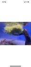 Christmas Moss Buy 2 Get 1 Free Plants Aquarium Fish Tank  2x3   
