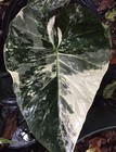 5x-variegated Alocasia Regal Shields Bulbs- Please Read Description  