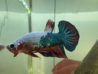 Live Betta Koi Galaxy Hmpk Male Halfmoon Plakat Premium Usa Seller