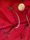 10 Second Year American Ginseng Rootlets Live Plant