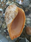 Seashell Volute Livonia Mammilla 293mm 715gr     Extremely Rare Huge Size     