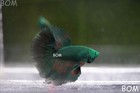 Rare Hulk Series I Green Eyed Live Betta Male Hm Green Emerald   Bom-a664