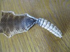 Rattlesnake Rattles W  Skin Rattle Snake Art  Jewlery Education Rattlers S6