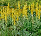 Great Mullein 1000 Seeds  Wooly Mullein  Hardy 6-10  Tall  Verbascum Bulk Seeds