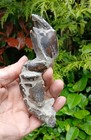 Rare Indonesian Fossil Thalassina Crayfish   20myo Miocene  Mud Lobster Java