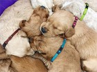 Partner Puppy Id Collars Identification Whelping Nylon  7 5 To 10 2 In Set Of 8 