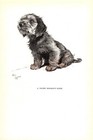 Antique Dandie Dinmont Terrier Print 1930s Cecil Aldin Art Illustration 5476d