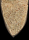 Parure Frontale  Papuan Headdress  Papua New Guinea  Oceanicl Art