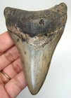 Megalodon Shark Tooth - Real Fossil - 3 64 - Shark Teeth - No Restorations