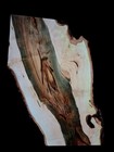 Xl Mind Blowing Blue Sawn Maple Burl Wood Blanknambrosia Maple Curly Maple Burl 