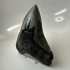 Megalodon Shark Tooth 5 66 Inch - Amazing - Natural Fossil - Authentic 20731