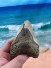 Megalodon Fossil Giant Shark Teeth Ocean No Repair 4 53  Huge Beautiful Tooth B5