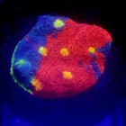 Rainbow Chalice Frag Aquacultured Wysiwyg - Legit Coral - L750