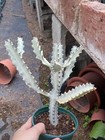 Euphorbia Lactea  White Ghost Dragon Bone Cactus  Succulent Multi Heads 15-20cm