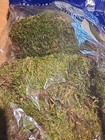 Supermoss  21539  Mood Moss Preserved  200 Cubic Inch Bag  appx  8oz 